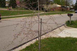 How to Get Free Landscaping Work Done Using Craigslist