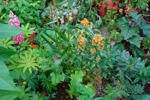 An Intro to Urban Homesteading with the Dervaes Family