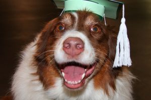 New Federal “Pay As You Earn” Student Loan Repayment Plan Now Available