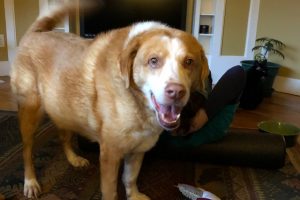 Personal Finance & Life Lessons From Our High Cost Pet Emergency